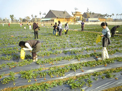 马屿镇家庭农场开启"田园新梦"