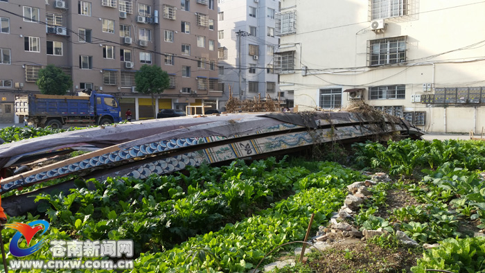 菜园晒龙舟--苍南新闻网司马如佳骑马图片