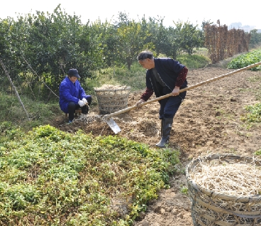 村民在自家田地里采摘草药