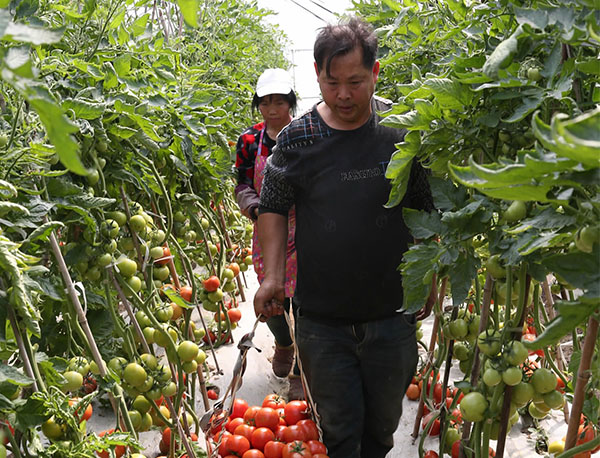 比露天种植的大番茄提前了三个月,预计亩产收入6万元