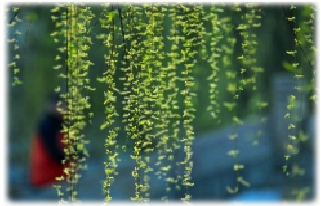 吹面不寒杨柳风来了