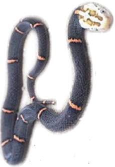 蛇什么时候出没 11249879_598084.jpg