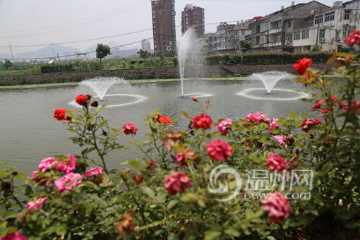 整治后的瑶溪河生态令人眼前一亮(点击查看更多瑶溪高清图)