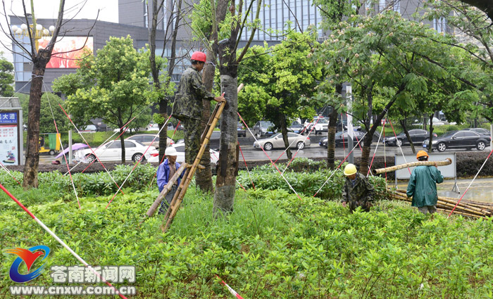 今天上午,县城中心湖公园里,工作人员正在用钢丝加固树木.