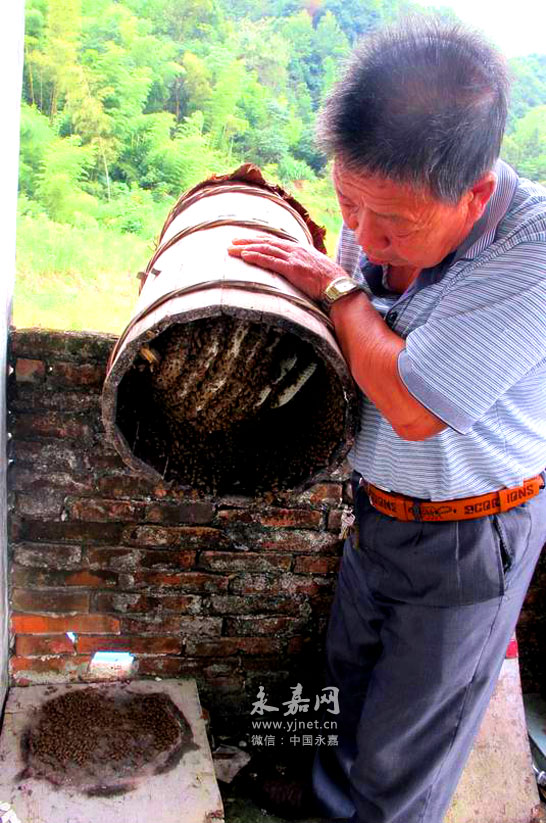 记中蜂养殖传承人胡方强