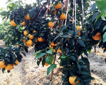 马屿农户成功试种柑橘新品种红美人 - 瑞安新