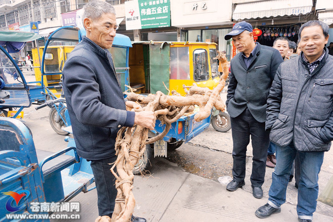 白毛桃根现市场