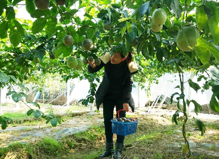 沈荣法女儿在采摘百香果.记者刘丽娟摄