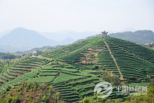 朝阳山采茶之旅_平阳网