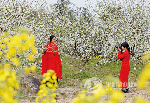 李花迎来盛花期 游客纷纷踏春赏花拍照留影