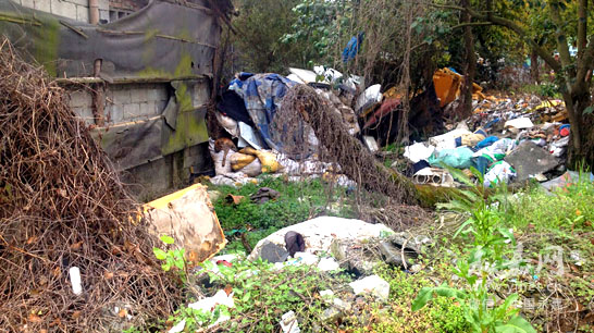 路边垃圾成堆 影响市容环境